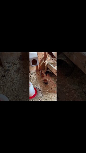 Roosters square off in the coop! #shorts