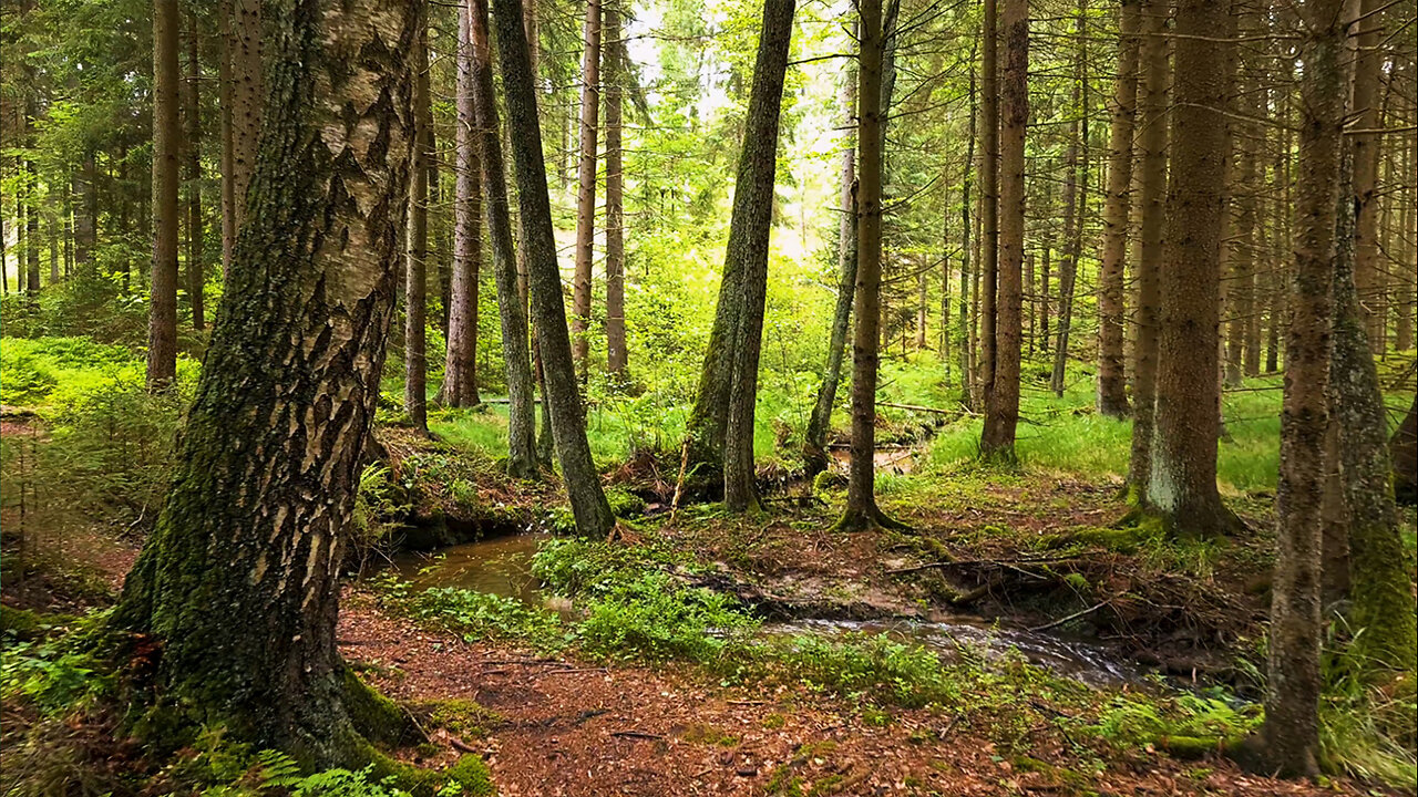 Follow the Waters - Forest Walk ASMR Relaxation No Music