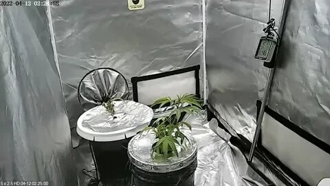 TIMELAPSE - WG x MACv2 reveg2 - Hindu Rootbeer clone (veg only)