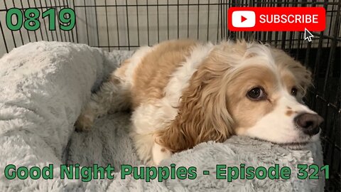 [0819] GOOD NIGHT PUPPIES - EPISODE 321 [#dogs #doggos #doggies #puppies #dogdaycare]