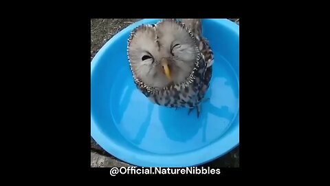 Satisfied Owl's Refreshing Water Moment