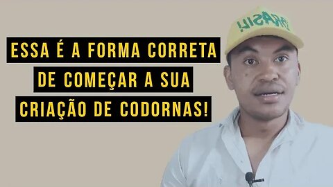 COMO COMEÇAR UMA CRIAÇÃO DE CODORNAS GASTANDO POUCO