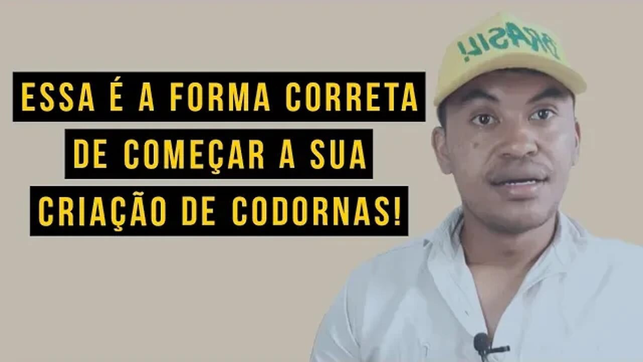 COMO COMEÇAR UMA CRIAÇÃO DE CODORNAS GASTANDO POUCO
