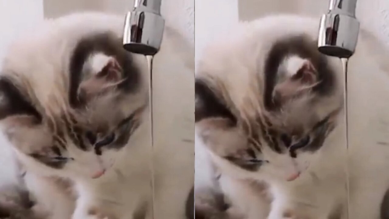 Adorable cat drinking from a wastafel