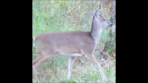 Deer in the Pines