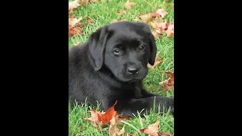 Funny puppy listening to music and dancing