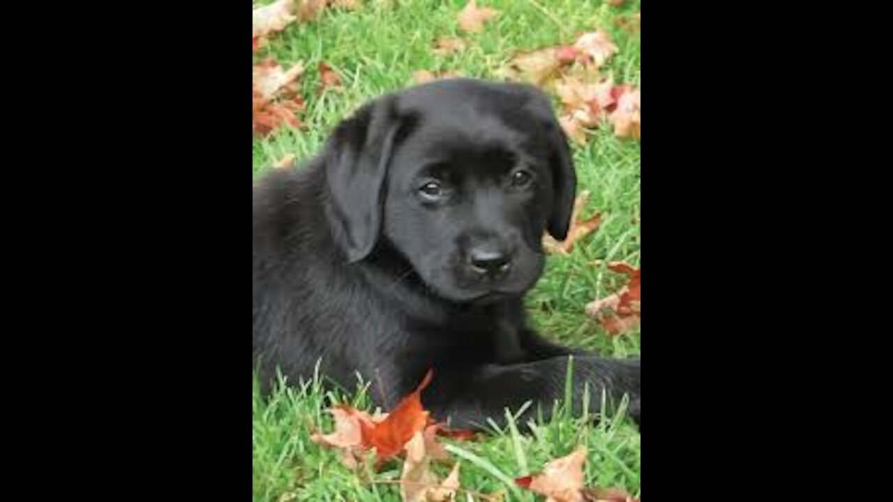 Funny puppy listening to music and dancing