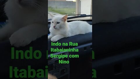 #gatos nino Itabaianinha Sergipe