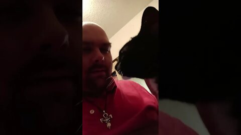 moonpie is happy I'm home. #shorts #shortsvideo #shortsfeed #youtubeshorts #catvideos #cat