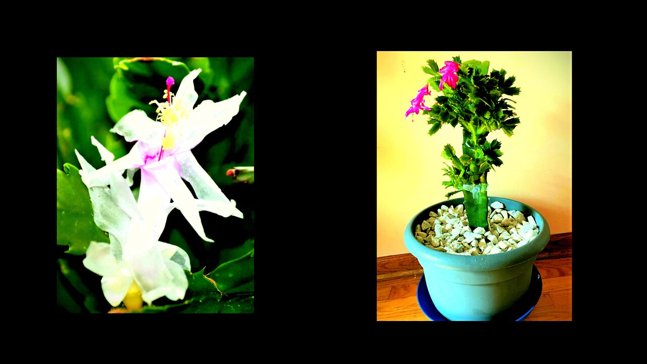 Christmas Cactus Flowers on Dragon Fruit Plant