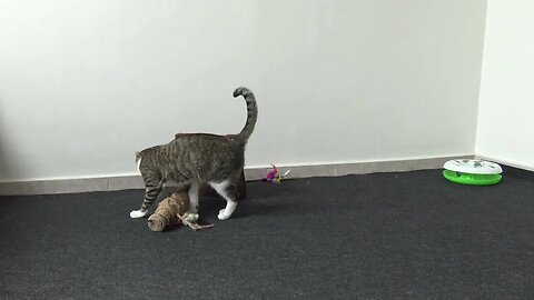 A Cat Never Gets Bored