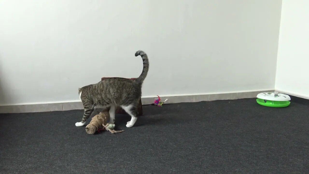 A Cat Never Gets Bored