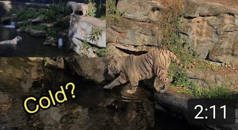 White Tiger Hesitated to Swim then call a friend | Pet