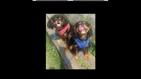 Cutie Cavaliers