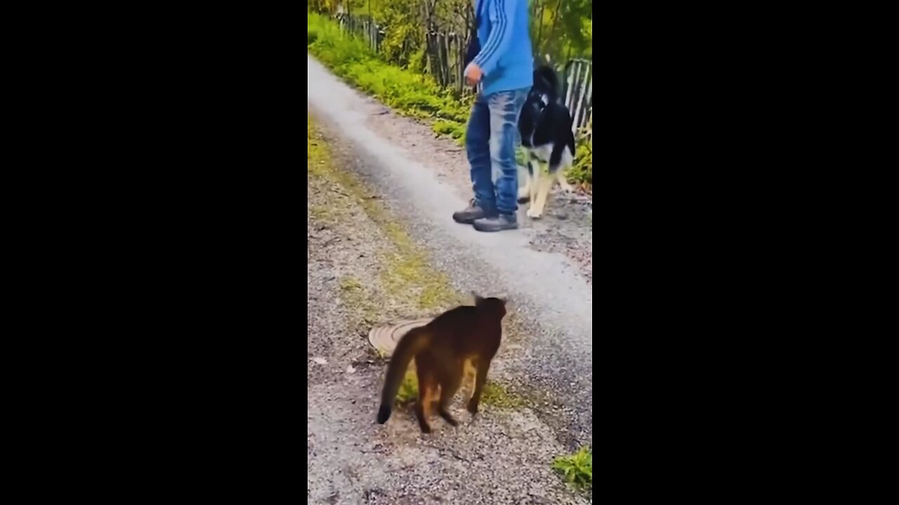 Epic Game of Hide and Seek: Cat vs. Dog Edition