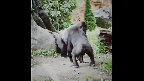 gorilla moments 😂