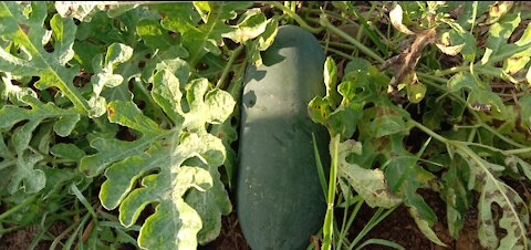 my watermelon garden in the big village