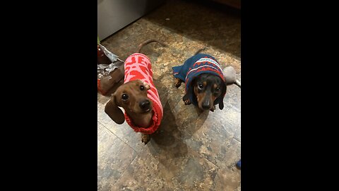 Hemp Chews by Charlie & Buddy-not paid