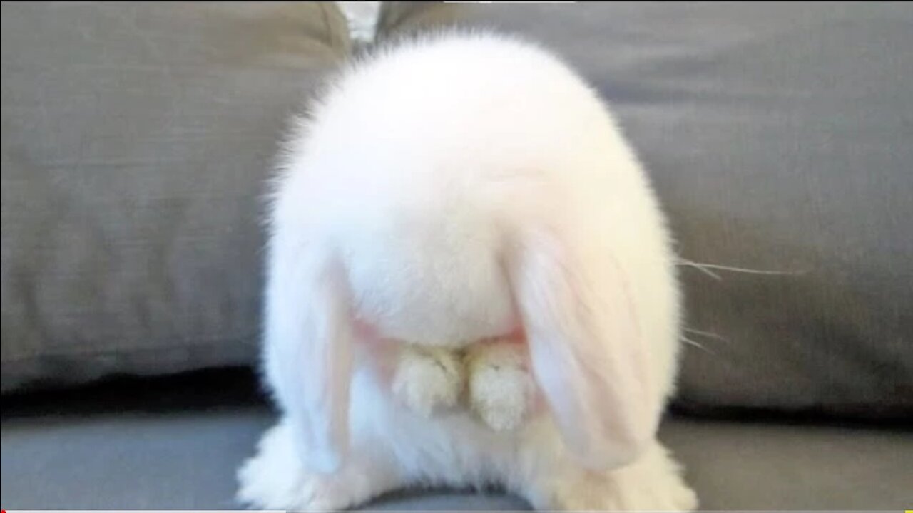 Cute bunny washing her face so cute