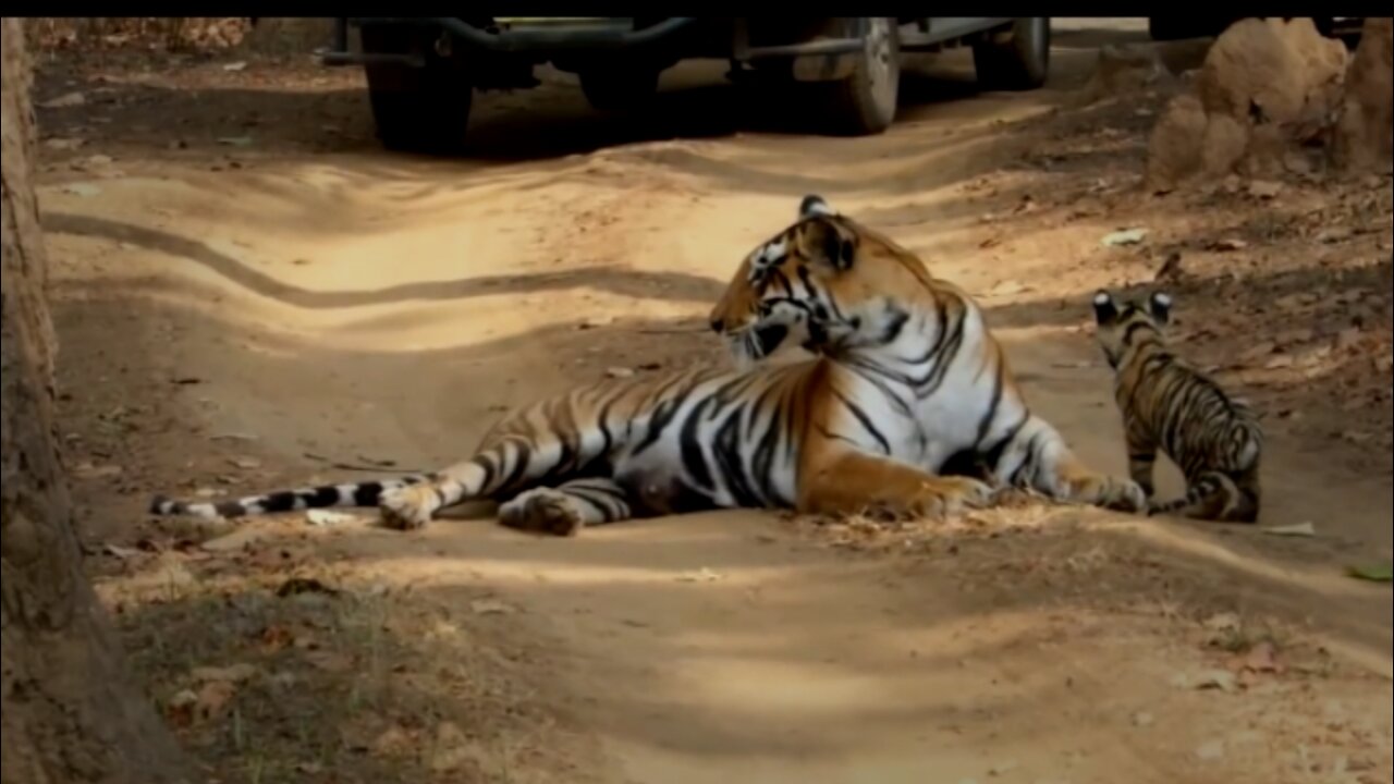 Tigerss with 2 Months old cubs kanha National Park