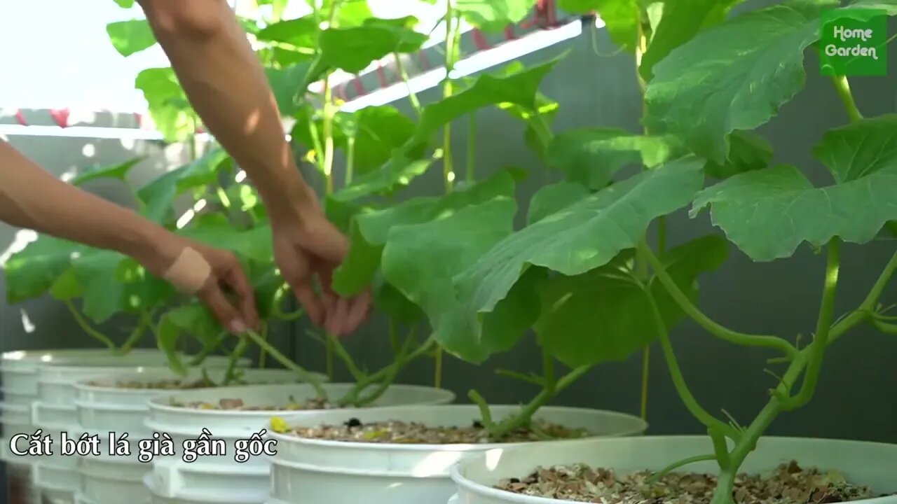 Growing Snow Leopard Melon,bear fruit all summer