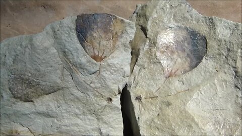 "Locket" Leaf Fossils - Fort Union Formation