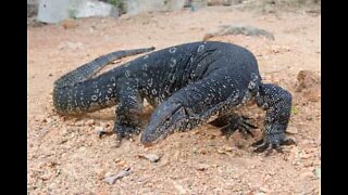 Enormous lizard found in an Australian family's oven