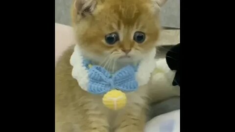 Cat gets cooked 😱😱 | petsworld | cuteandfunnypets | petsof2023 😻🐶🐈🧸#youtube #funnyanimalsvideo #