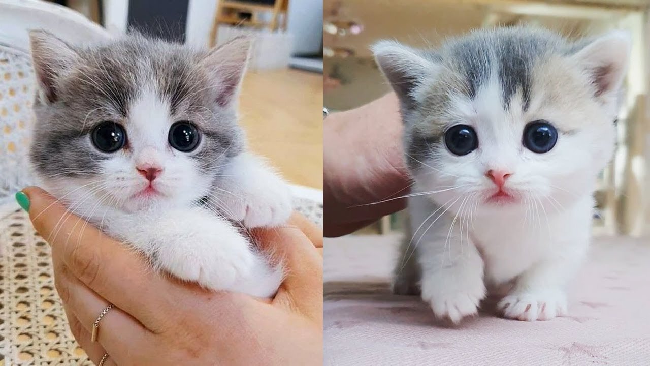 ViralBigs - Baby Cats - Cute and Funny Cat Videos Compilation