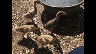 These little guys are thriving