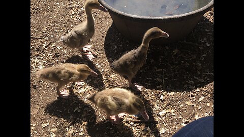 These little guys are thriving