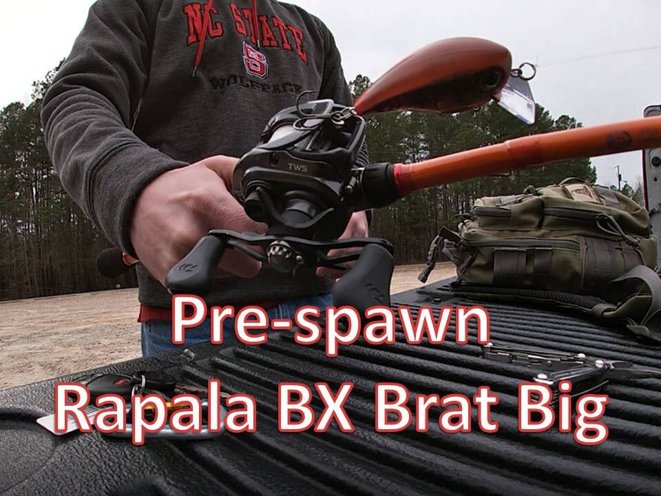 Prespawn Squarebill - BX Brat Big