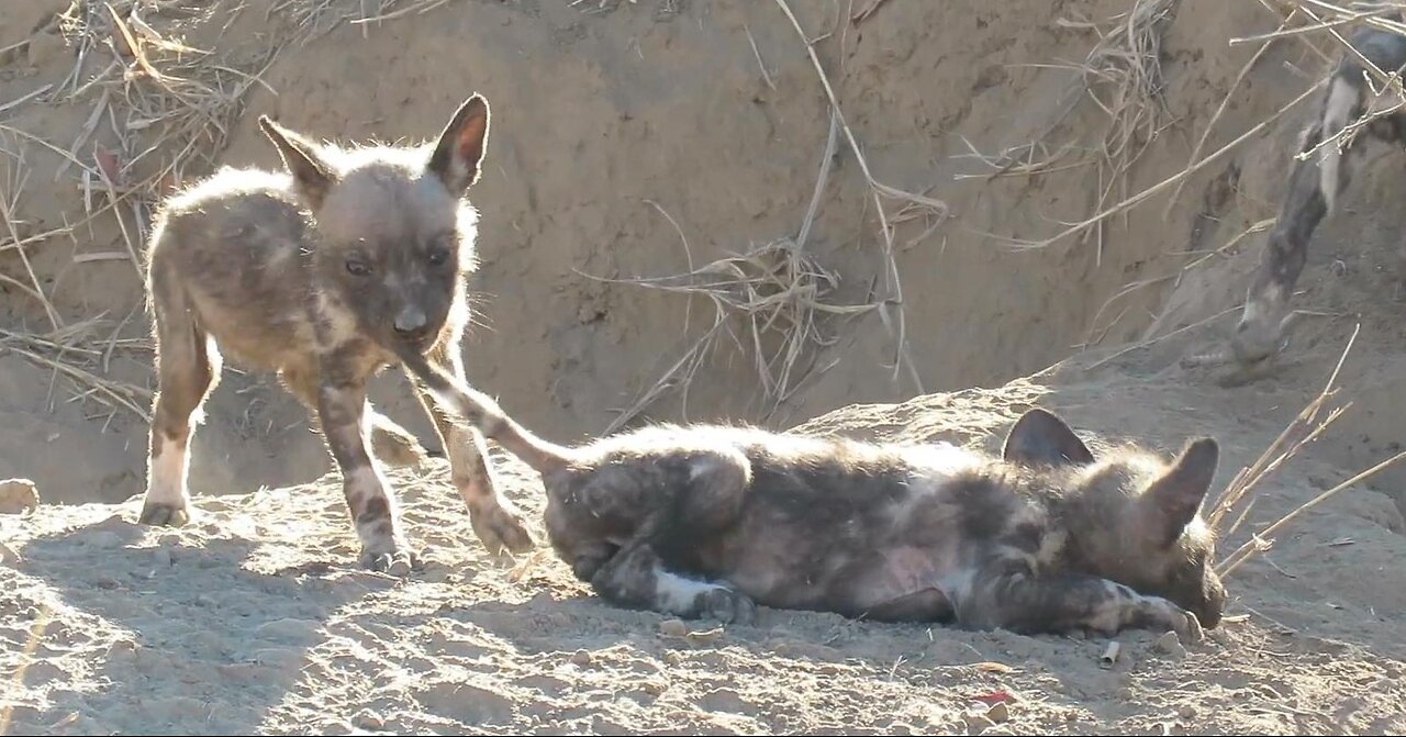 Adorable wild dog puppy loves biting his brother's tail