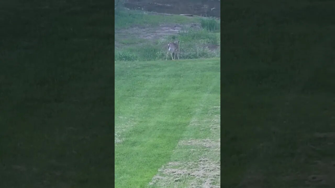 Who scared the deer?