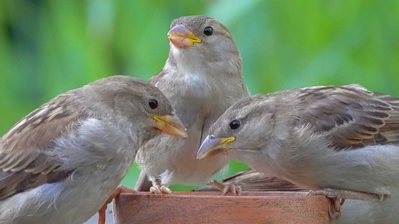 Your Breakfast is Served, Little House Sparrows