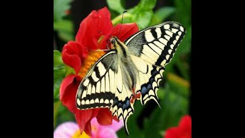 What is the name of this butterfly