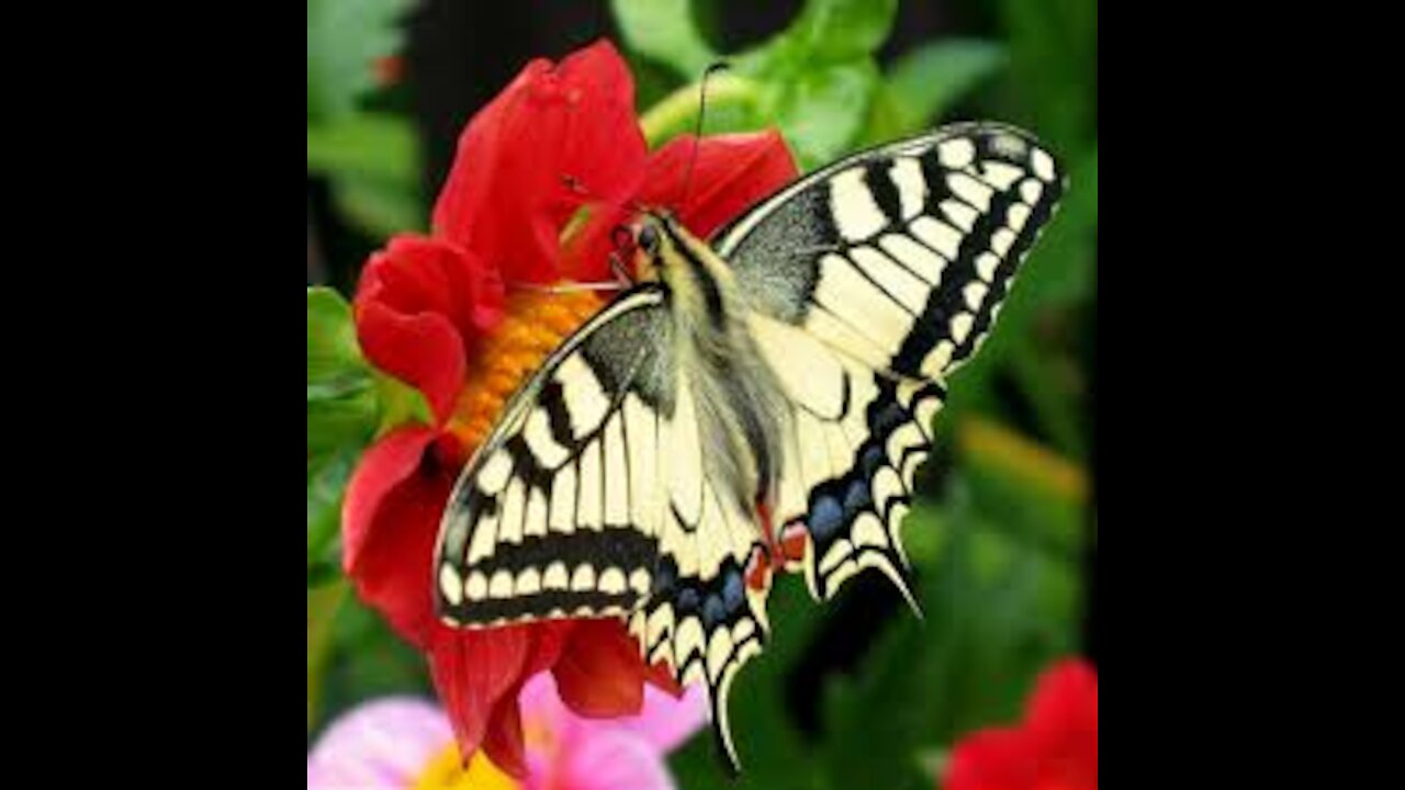What is the name of this butterfly