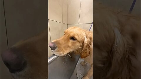 Grooming a Muddy Hairy Golden Retriever!😳