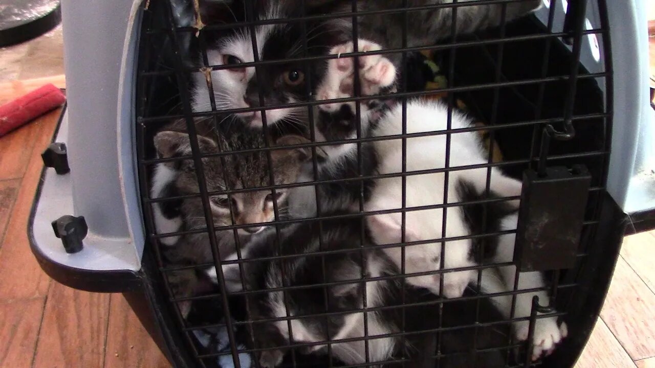 The Kittens Are Ready To Go To Their New Homes 😻