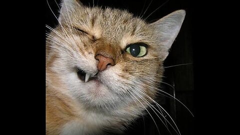 Best ,Funny ,Animals, Compilation, HD