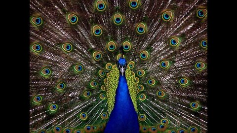 Peacock dance