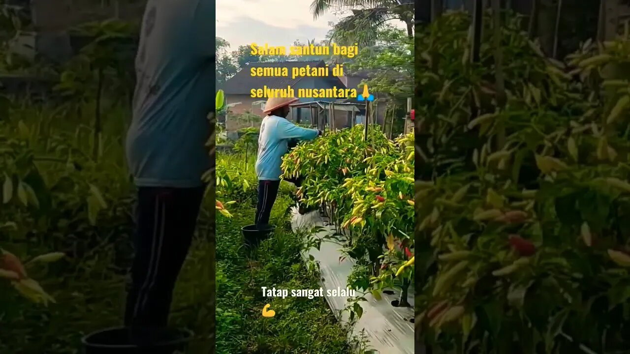 sselau semangat dan selau berdoa💪🙏🙏 #petani indonesa