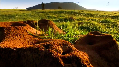 Ants, Water, Tibet