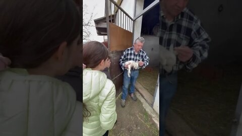 Proud Farmer gets emotional showing his little Goats to Kids