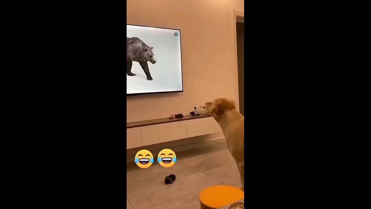 Dogs funny reaction 😂