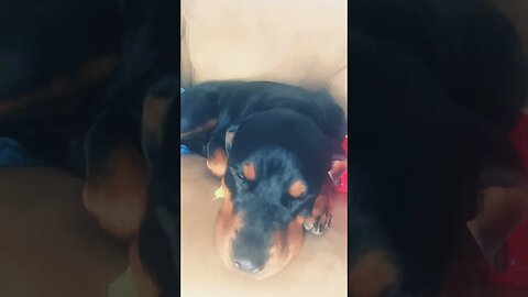 Spoiled Rottie #shorts #dog #funny #shortsvideo