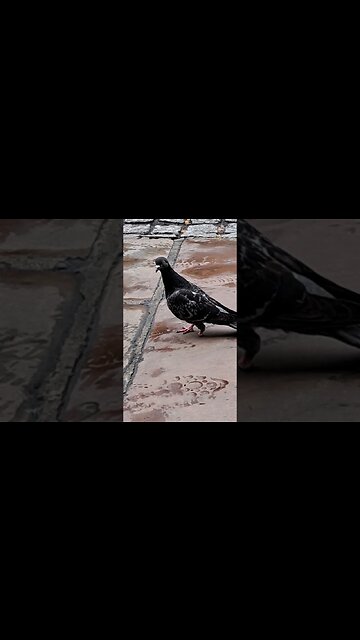 one foot pigeon #toweroflondon