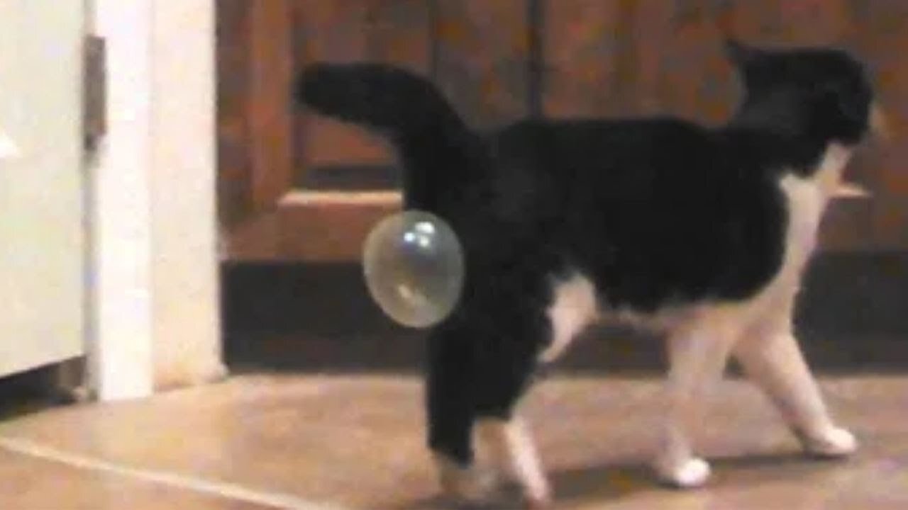 Funny Cat Videos- #TryNotToLaughChallenge Part 1