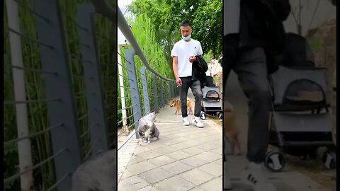 The Funniest Video of 2023 #funny #cat #dog