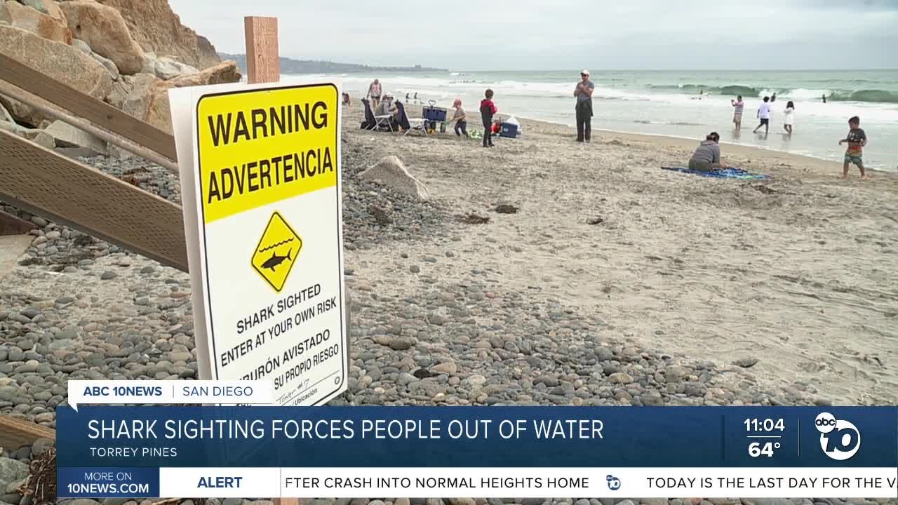 Shark sighting at Torrey Pines State Beach